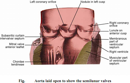 903_Aortic and Pulmonary Orifices.png